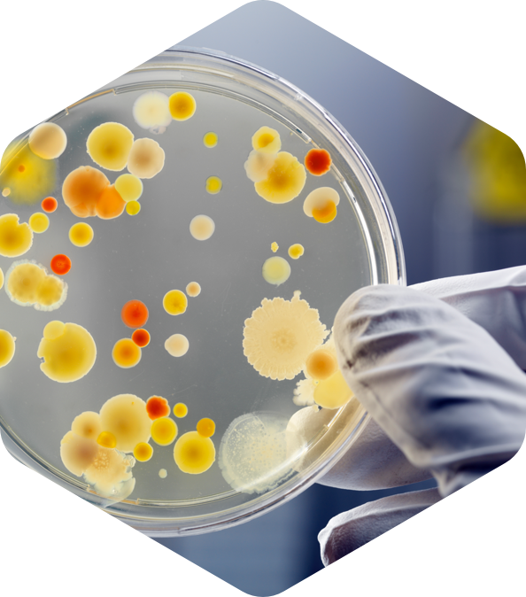 Untersuchung Bakterien und Schimmel in microbiologischem Labor